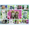 Puzzle Chatons