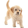 Chiot Golden Retriever