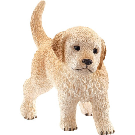 Chiot Golden Retriever
