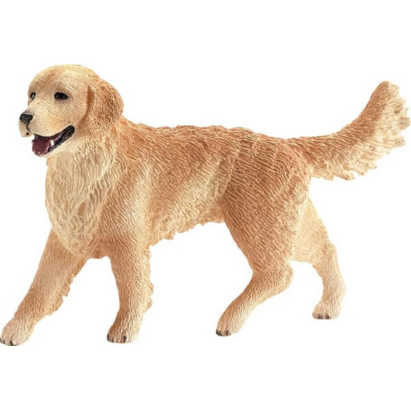 Golden Retriever femelle