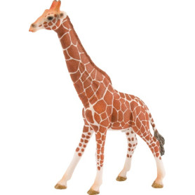 Girafe mâle