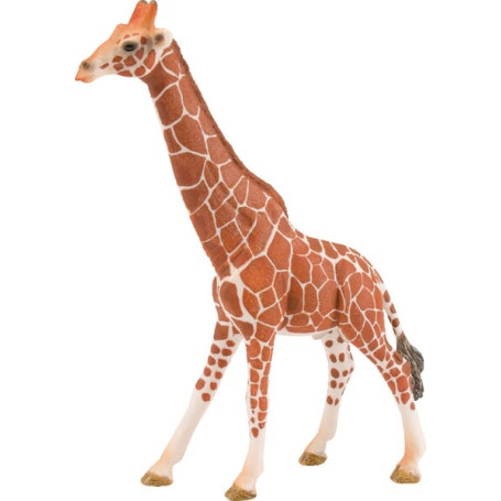 Girafe mâle