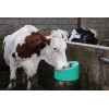 Abreuvoir Stalcho 2 - Abreuvoir Stalcho 2 (24V/80W) - La Buvette - Ref : BU1841